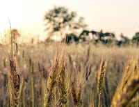 Food 3.0 : Bio food