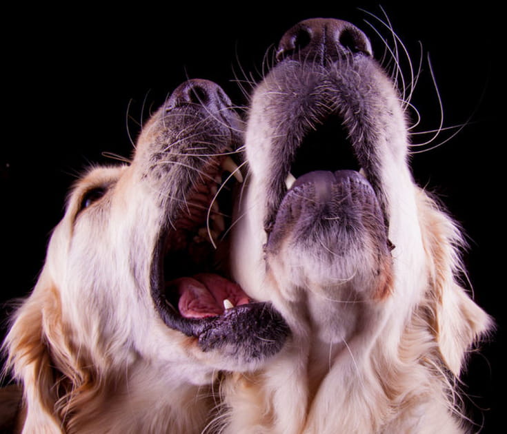 Chez les chiens
