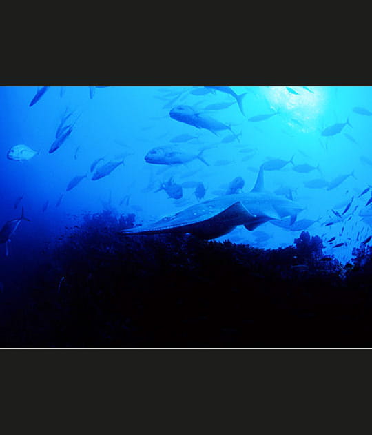 Plus de 450&nbsp;esp&egrave;ces de requins&nbsp;!