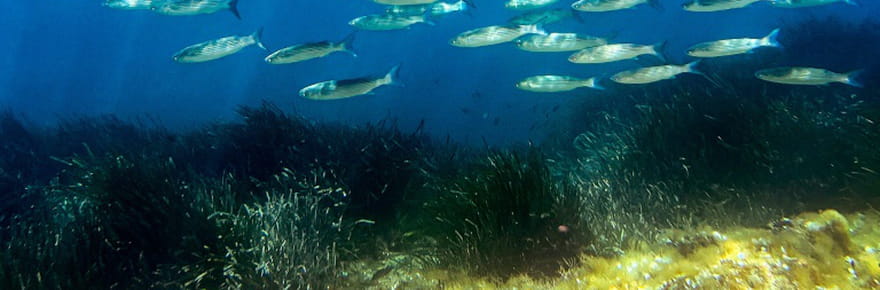 Protection des oc&eacute;ans: l'UE affiche ses ambitions, avant le sommet de l'ONU