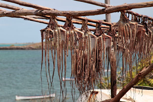 "Zourites" sèchant sur le rivage