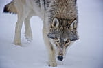 regard loup 513748