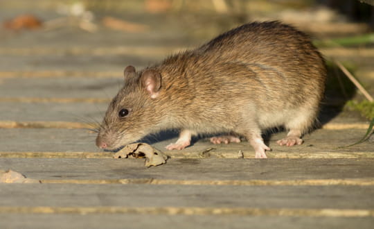 Personne n'y pense, mais cet objet courant du jardin attire les rats et les souris &agrave; la maison