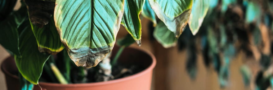 Les pointes brunes des plantes n'ont souvent rien &agrave; voir avec l'arrosage, le probl&egrave;me &agrave; r&eacute;gler est ailleurs