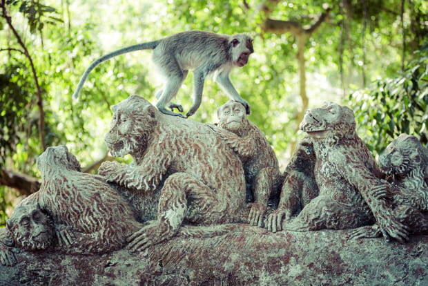 La forêt des Singes