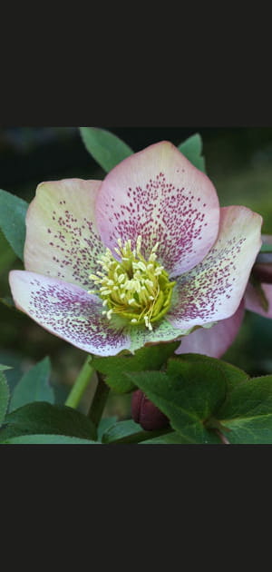 L'hell&eacute;bore