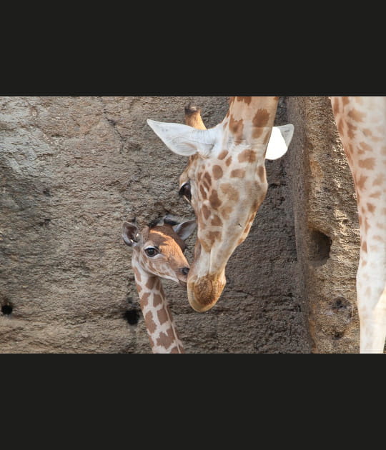 Sophie la girafe existe vraiment&nbsp;!