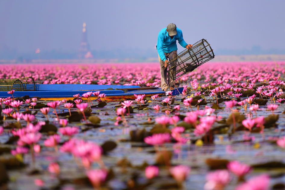 Le lac aux lotus pr&egrave;s d'Udon Thani