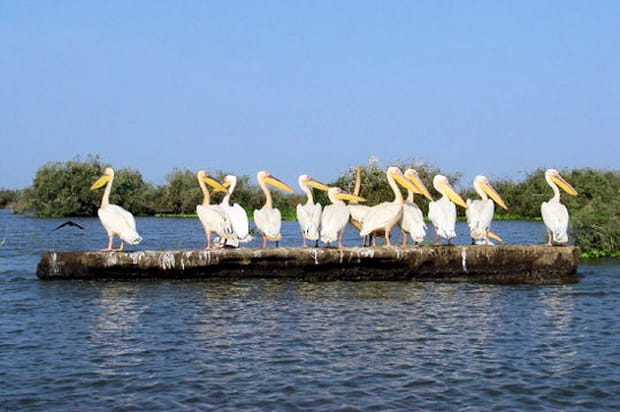 Dans le parc du Djoudj