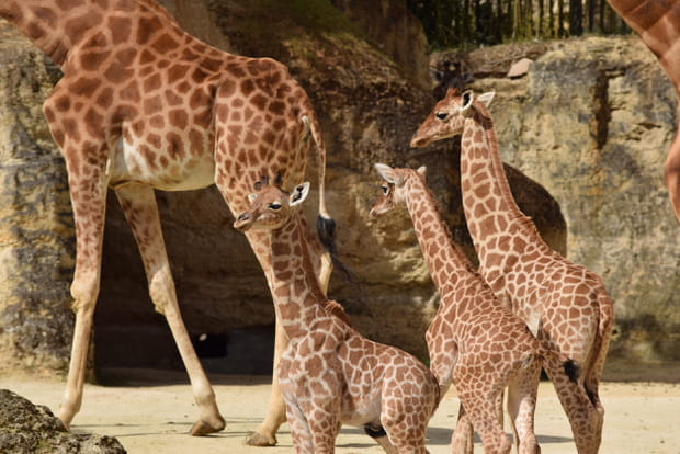 Des girafons au Bioparc de Doué-la-Fontaine