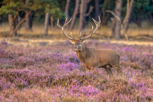 Le parc national De Hoge Veluwe, aux Pays-Bas