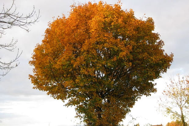 Comme une montgolfière