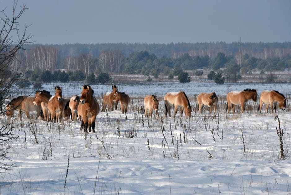 Chevaux de Przewalski