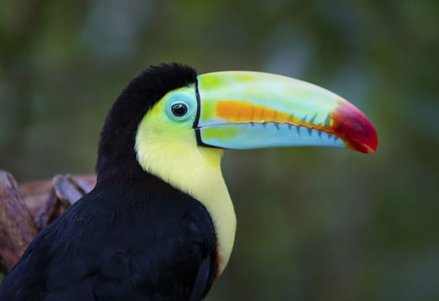 The Toucan Rescue Ranch