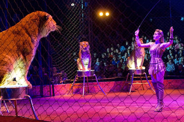 Le repaire des tigres