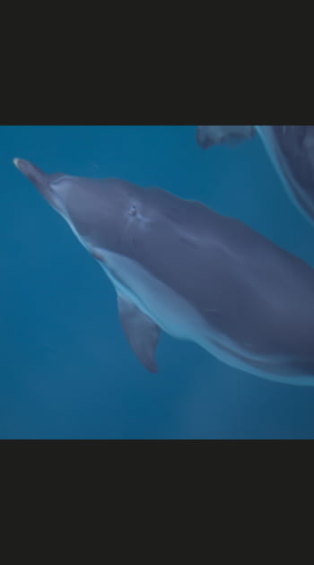 Dauphin bleu et blanc