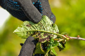 Les pucerons disparaissent dans le jardin avec ce m&eacute;lange de cuisine bon march&eacute;