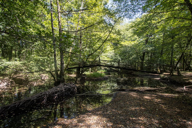 L'arbre à vœux de la forêt de Chaux, pour exaucer tous ses désirs