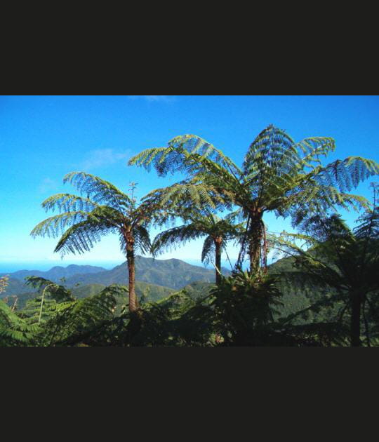 Volcan la Soufri&egrave;re