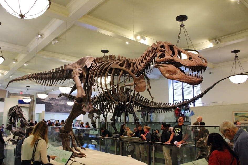 L'American Museum of Natural History, &agrave; New York
