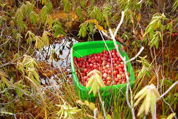 La cueillette des canneberges