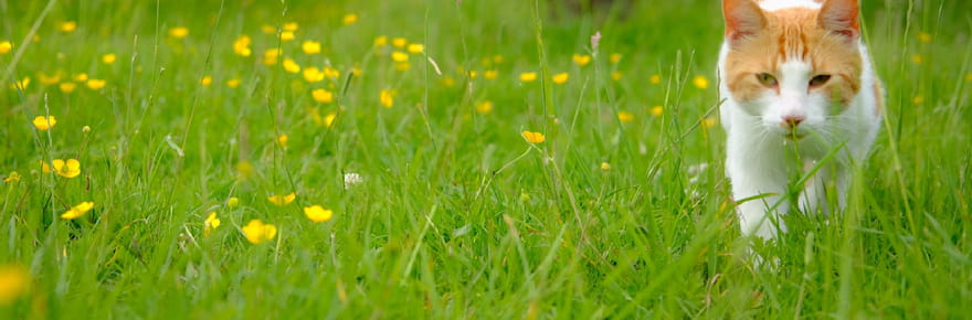 Coups de chaud et d&eacute;shydratation chez le chat&nbsp;: voici les signes &agrave; surveiller