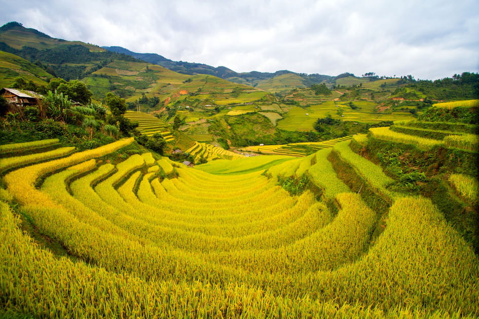 Les plantations de colza en Chine