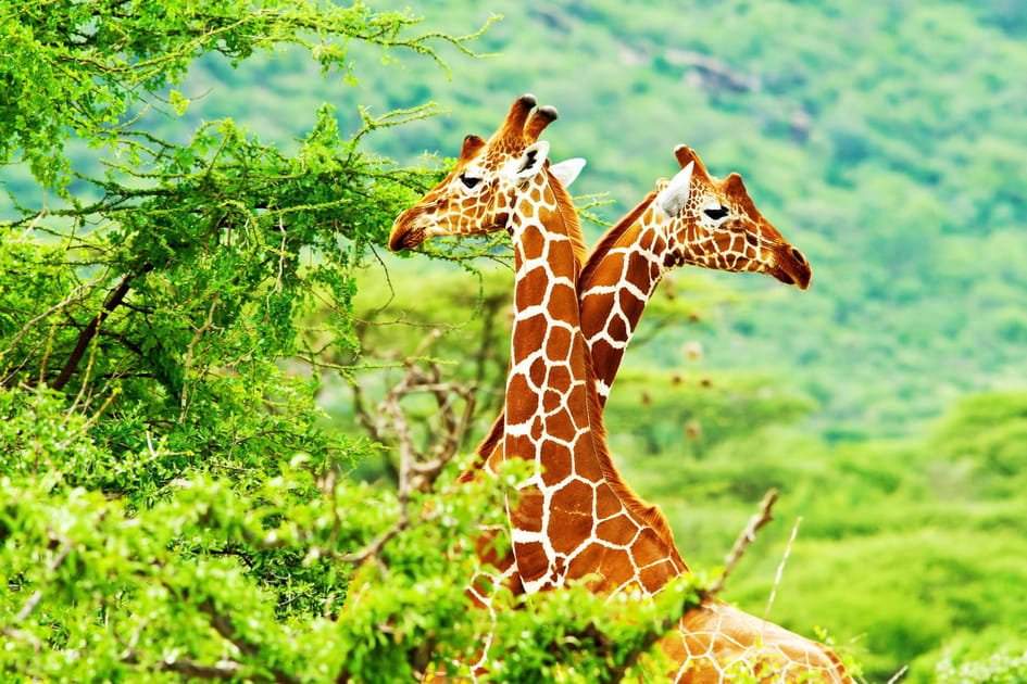 Les girafes sur&eacute;lev&eacute;es
