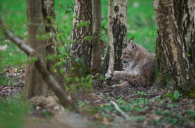 Un f&eacute;lin extr&ecirc;mement rare film&eacute; pour la premi&egrave;re fois, il a une particularit&eacute; unique