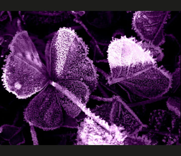 Tr&egrave;fles ultra violets