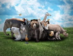 Animaux à adopter : nouvelle famille pour une nouvelle vie