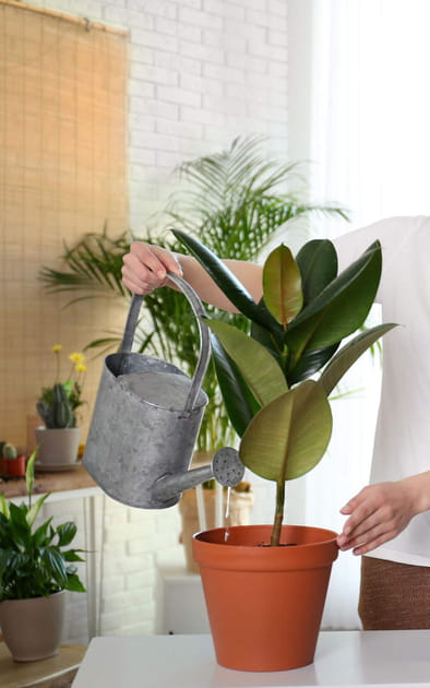 Prenez soin de ses plantes avant de partir en vacances