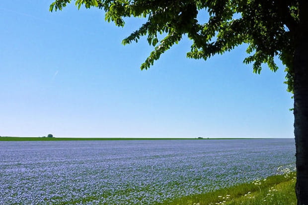 Champs de lin, Estrées-Saint-Denis