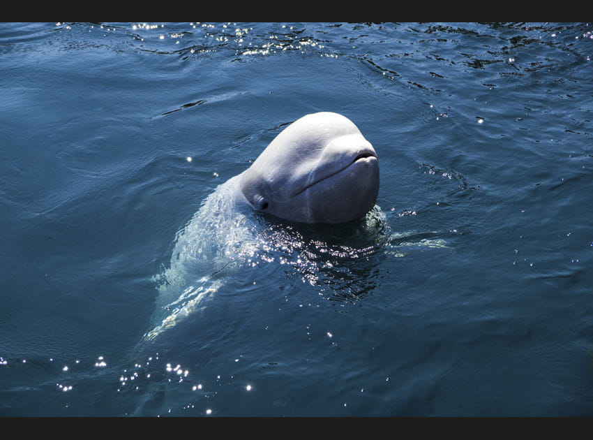 Une baleine sauve une plongeuse de la noyade
