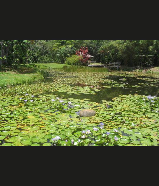 Jardin d'eau