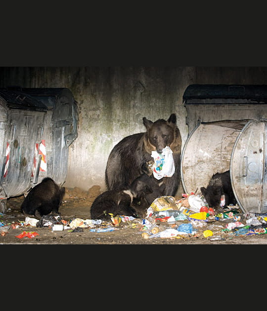 Un festin de roi pour les oursons