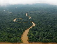 Amazone, dans les eaux troubles du fleuve