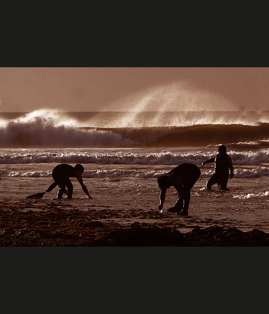 P&ecirc;cheurs d'algues