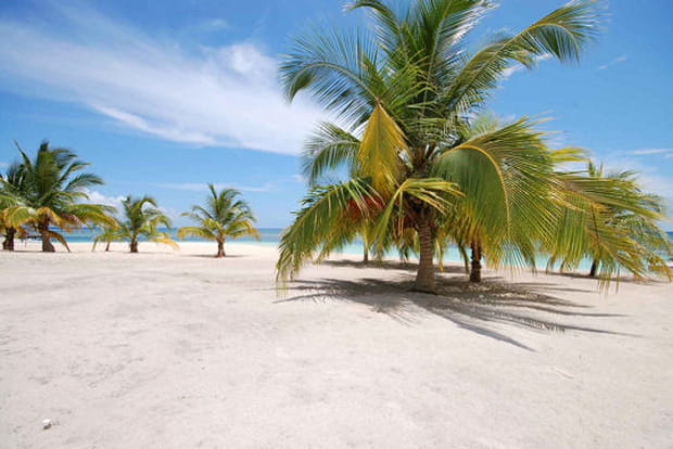 Palmes et sable blanc
