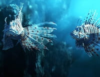 Conquérants : Le poisson-lion