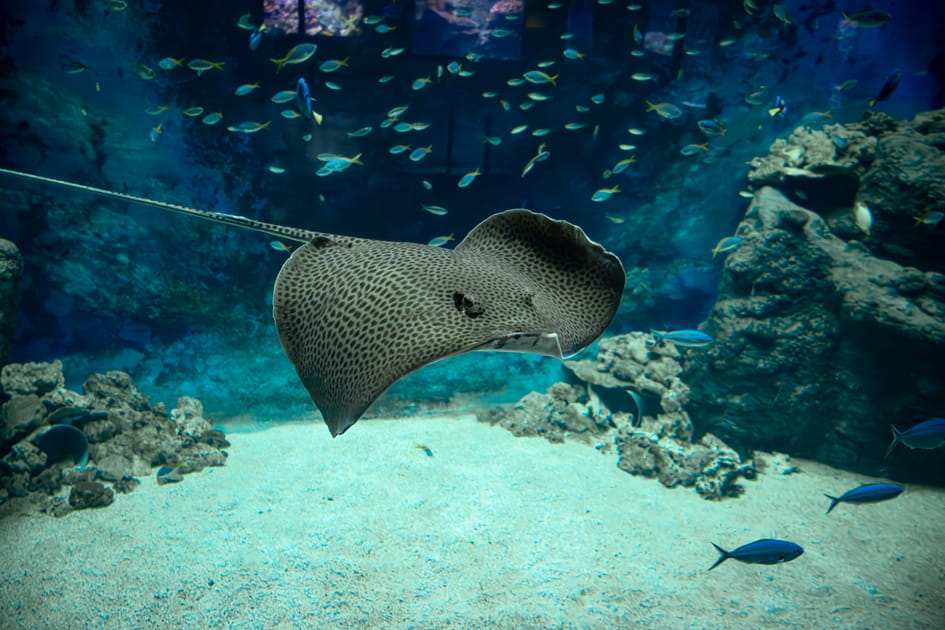 &Eacute;motions garanties &agrave; l'Aquarium de Lyon&nbsp;: explorez des &eacute;cosyst&egrave;mes uniques