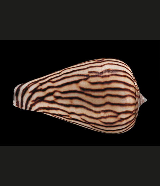 Coquillage Conus zebroides