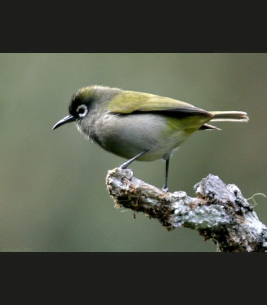 Oiseau-lunette vert