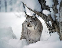 Nordic Wild : Les derniers survivants
