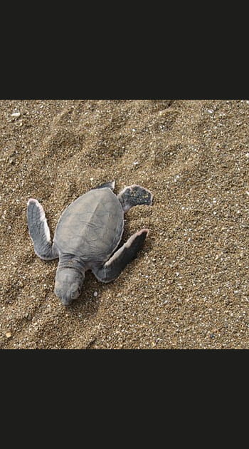La tortue laisse ses petits prendre leur ind&eacute;pendance