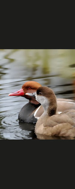 Conversation de canards