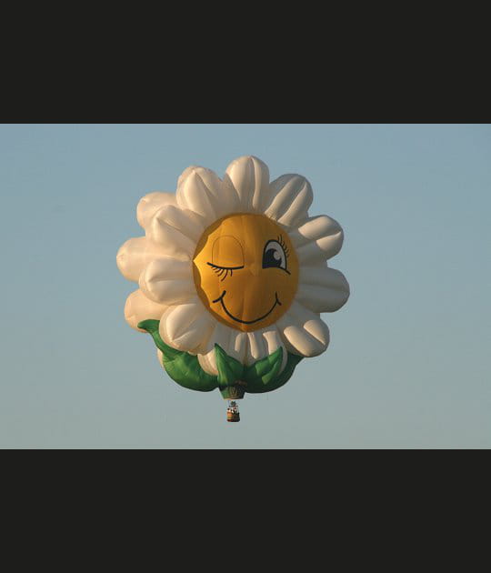 Une marguerite dans les airs