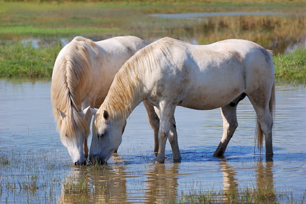 Chevaux poivrés