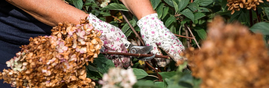Moins de fleurs et plein d'autres probl&egrave;mes&nbsp;: mais pourquoi tailler les hortensias est-il si important&nbsp;?