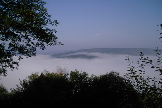 Du coton au-dessus de la forêt